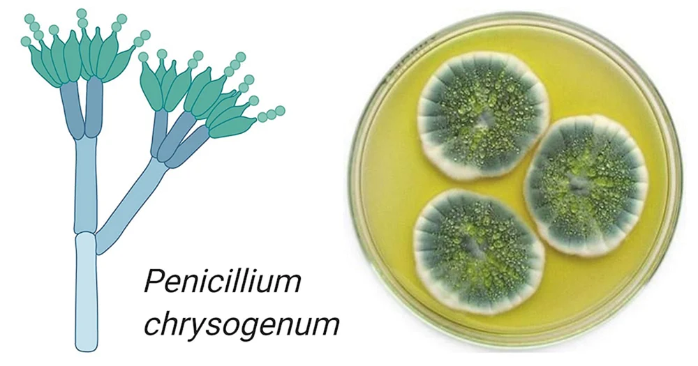 Penicillium notatum пенициллин