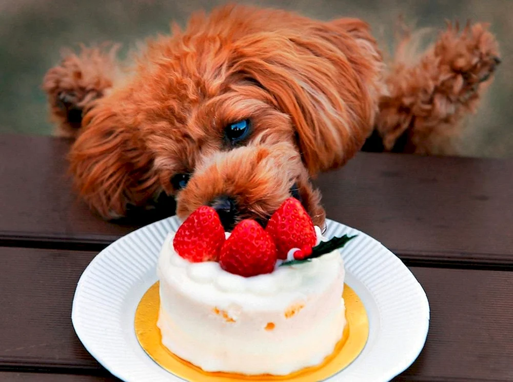 Пирожное собака