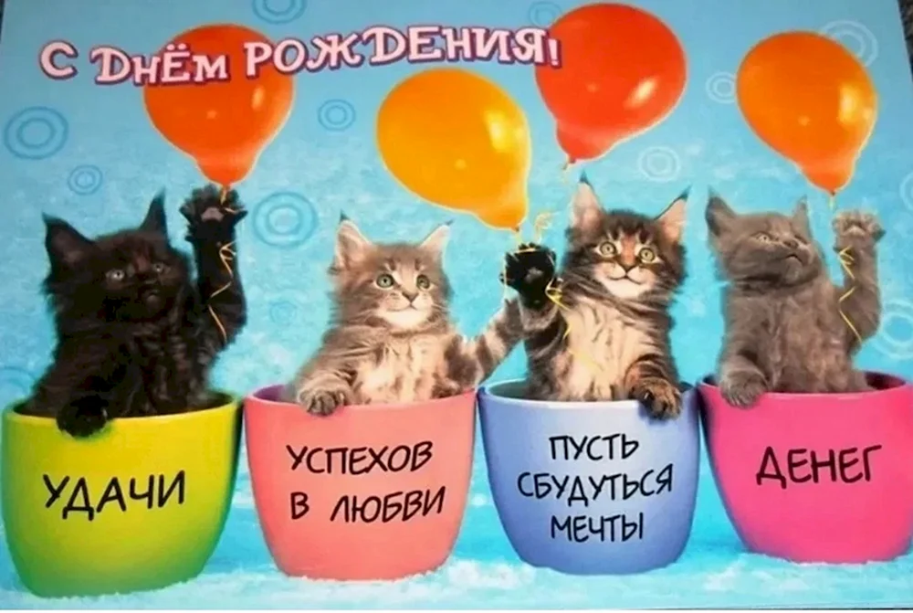 Котики и день рождения