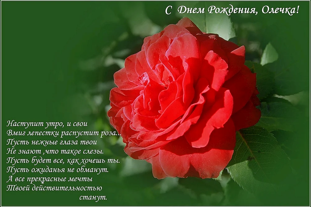 С Днем ангела Оли: оригинальные поздравления в стихах, открытках и картинках — Украина