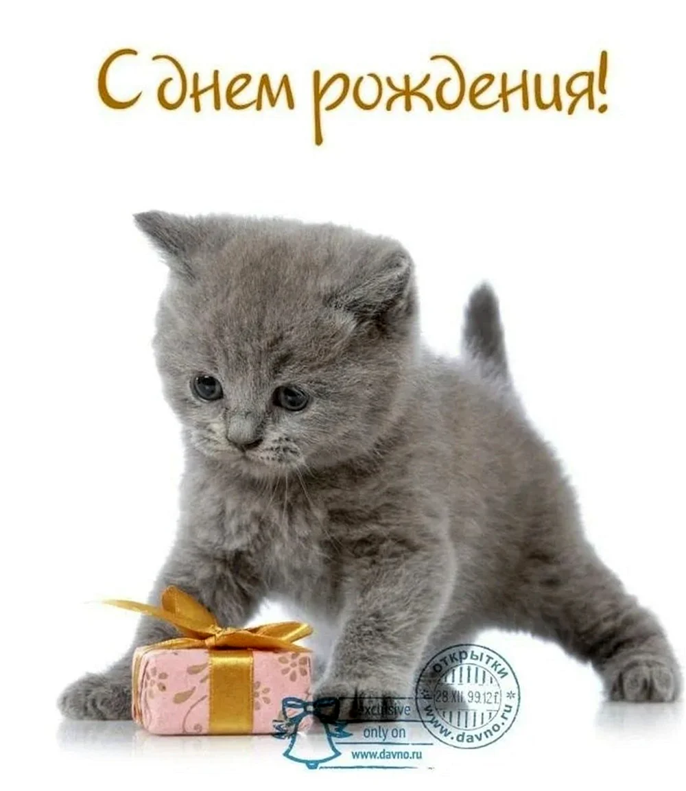 Котенок с днем рождения