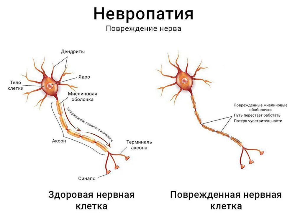 Регенерируются ли нервные клетки