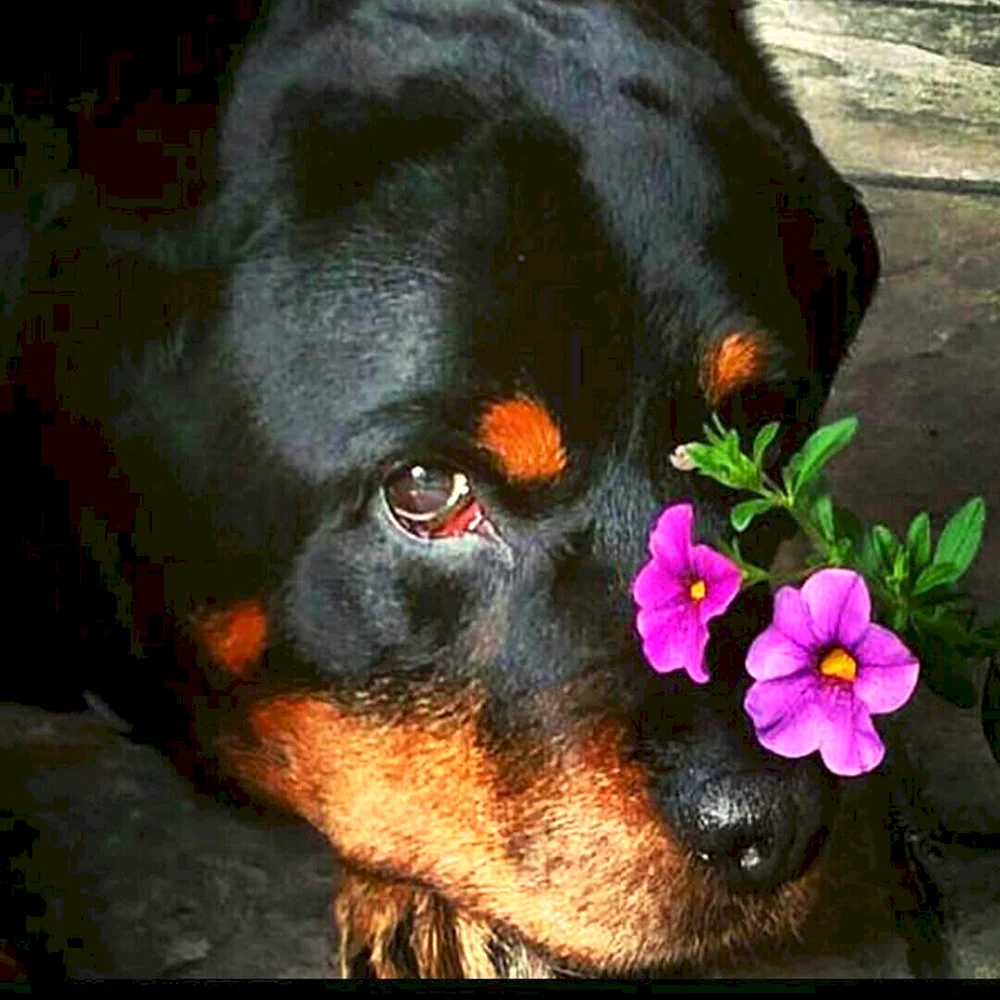 Ротвейлер с цветами