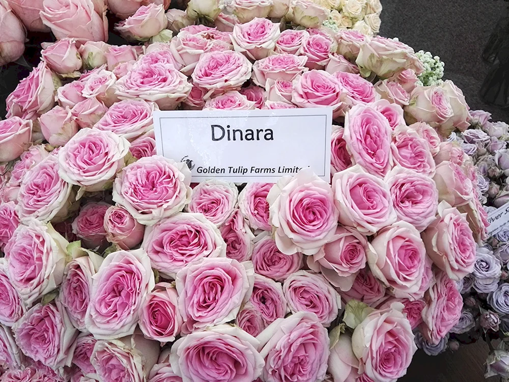 Роза кустовая Dinara