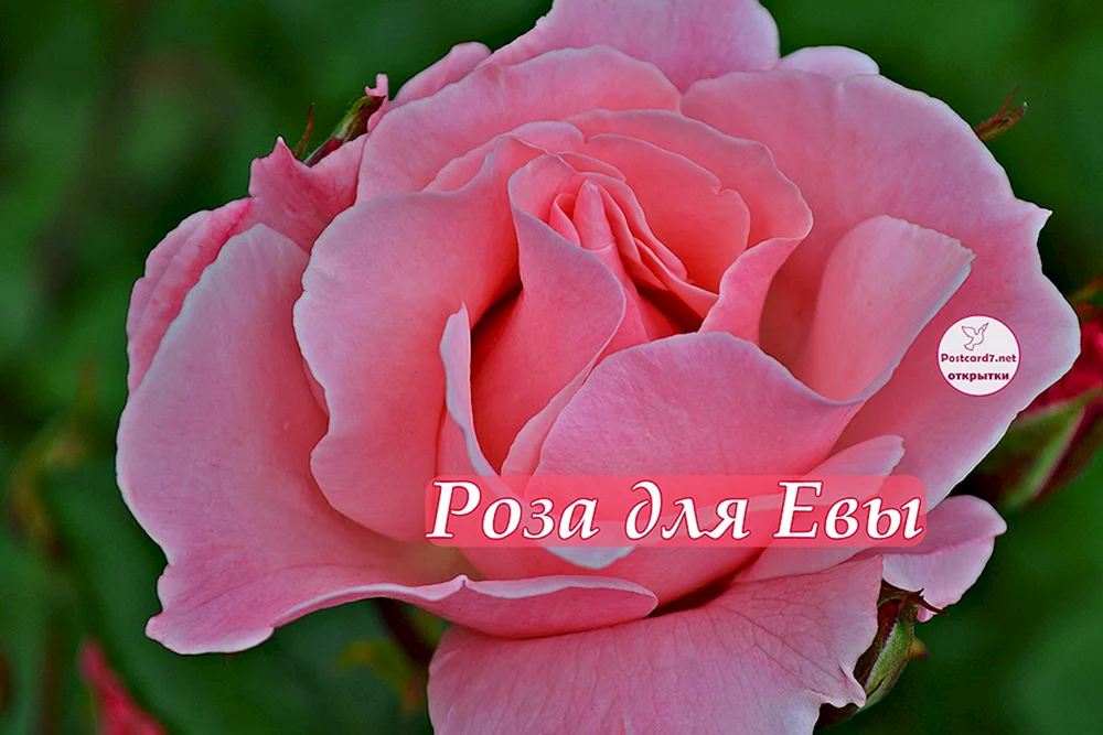 Роза леди ева