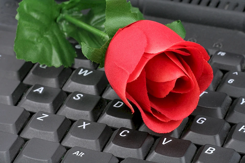Роза на клавиатуре компьютера