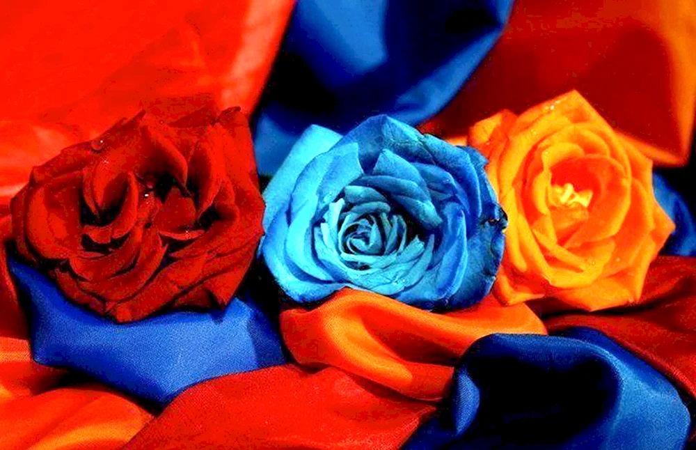 Роза с армянским флагом