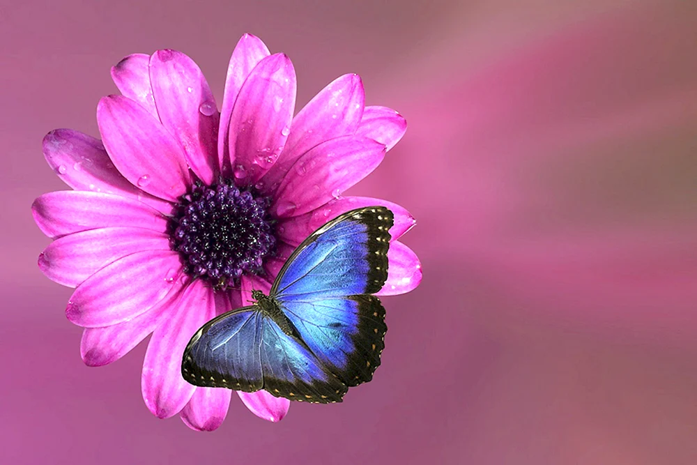 Розовая бабочка на розовом цветке