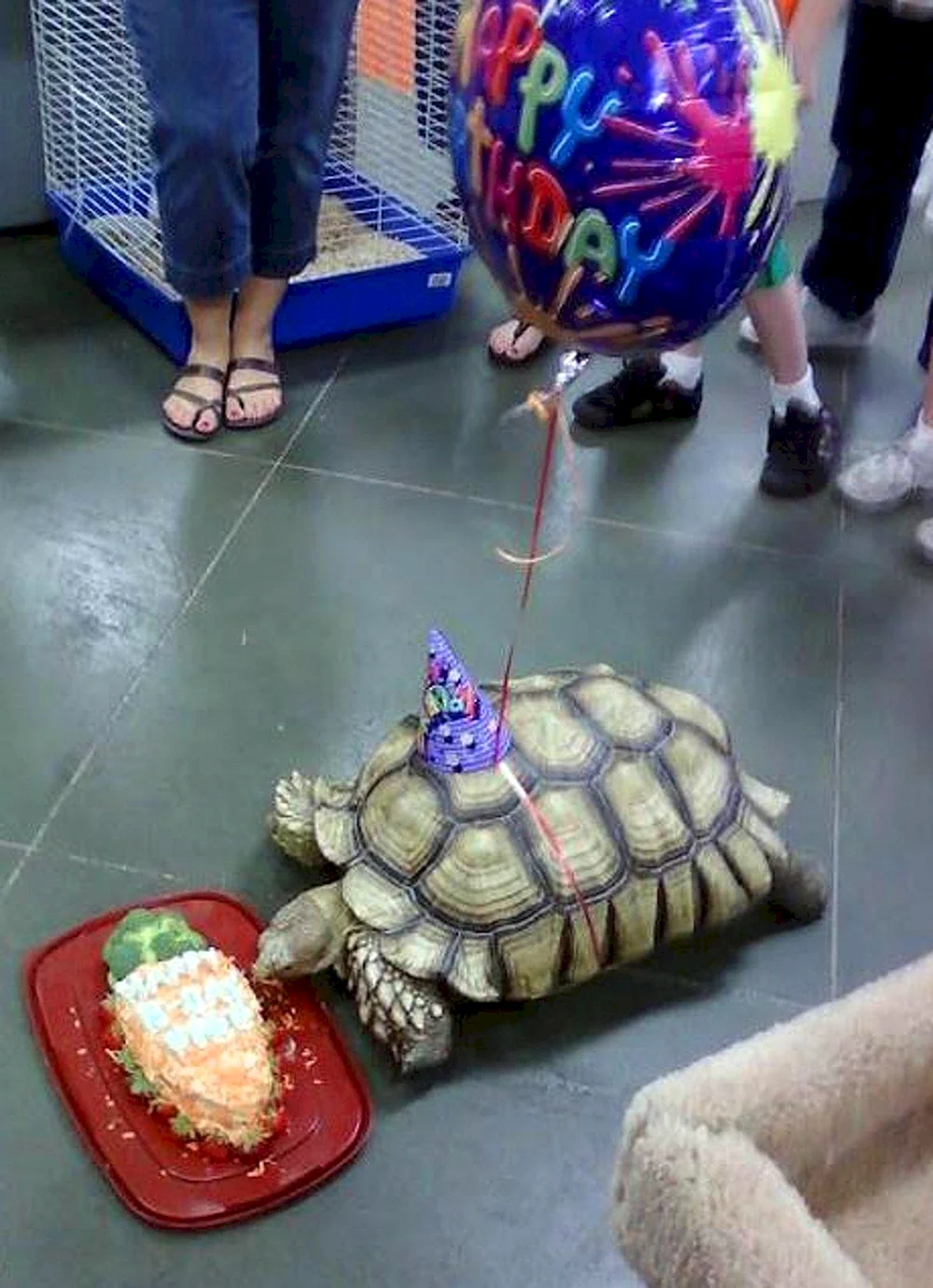 С днем рождения черепаха