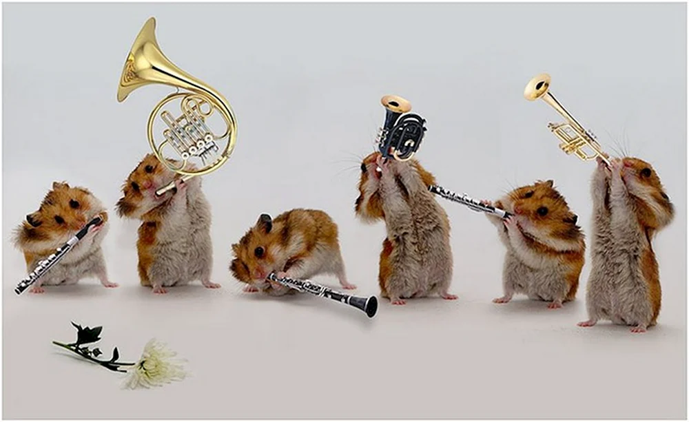 С днем рождения хомяк