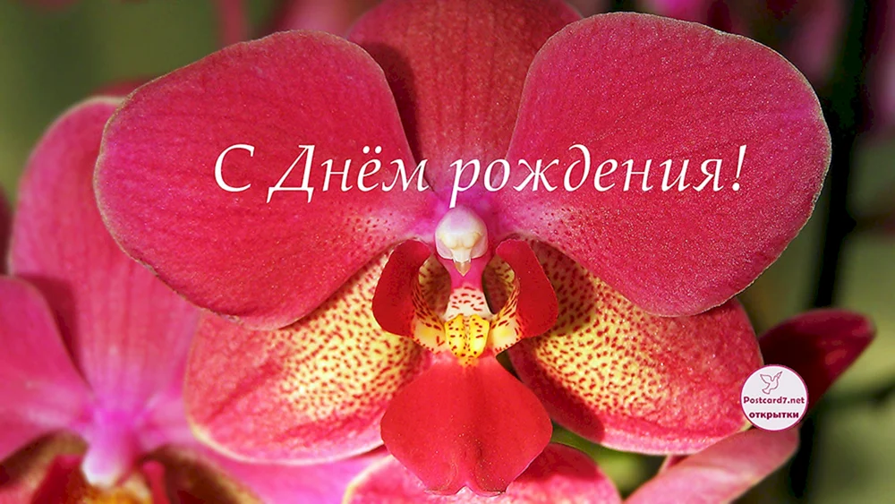 С днём рождения орхидеи