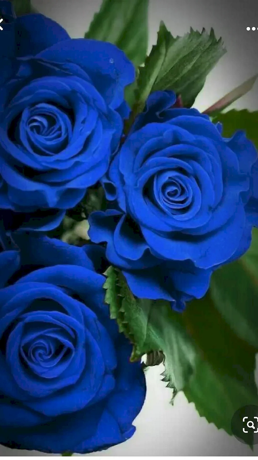 С днем рождения синие розы открытки