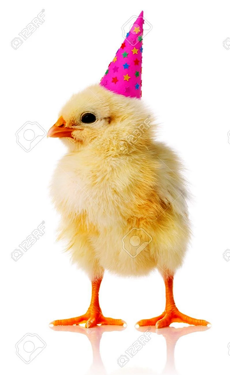 С днем рождения цыпленок