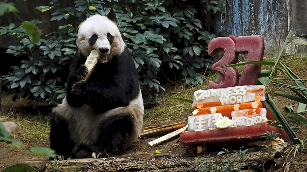 Самая большая Панда в мире