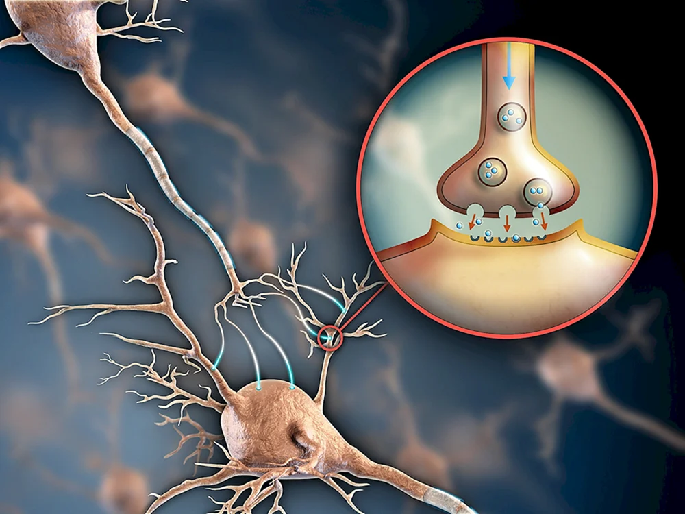 Синапс головного мозга нейромедиаторы