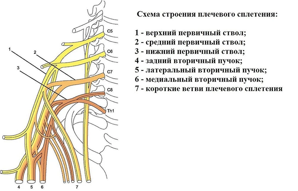 Схема формирования плечевого сплетения