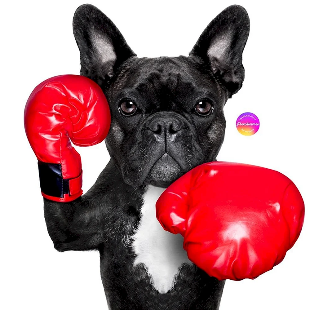 Собака в перчатках для бокса
