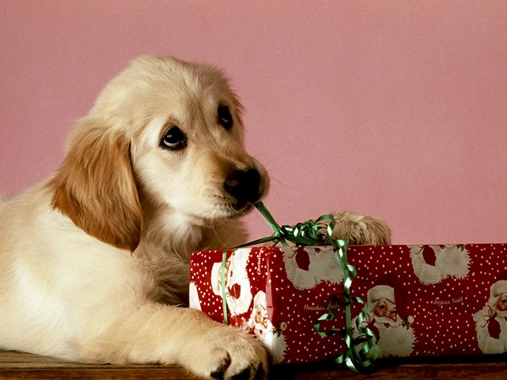 Собака в подарок