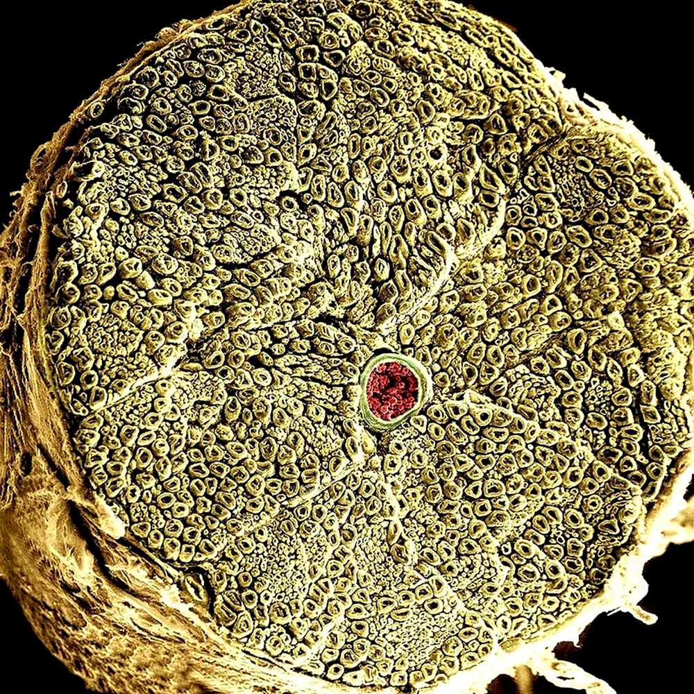 Спинномозговой нерв микроскоп