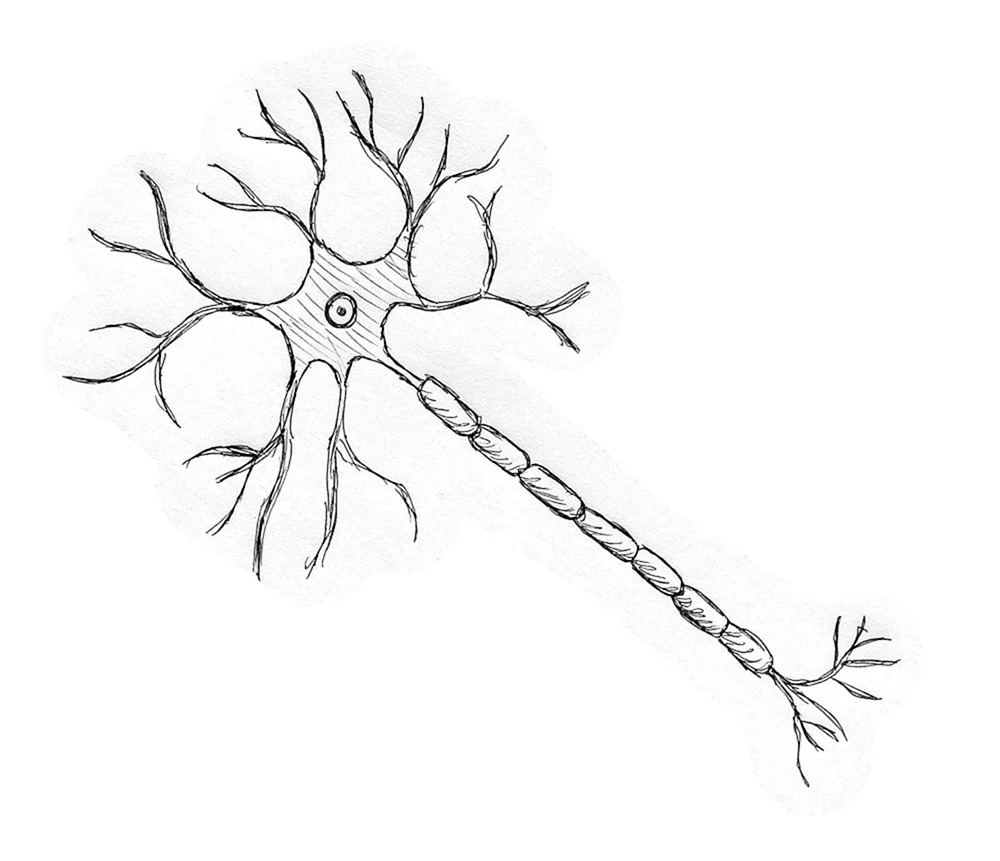 Строение нейрона без подписей