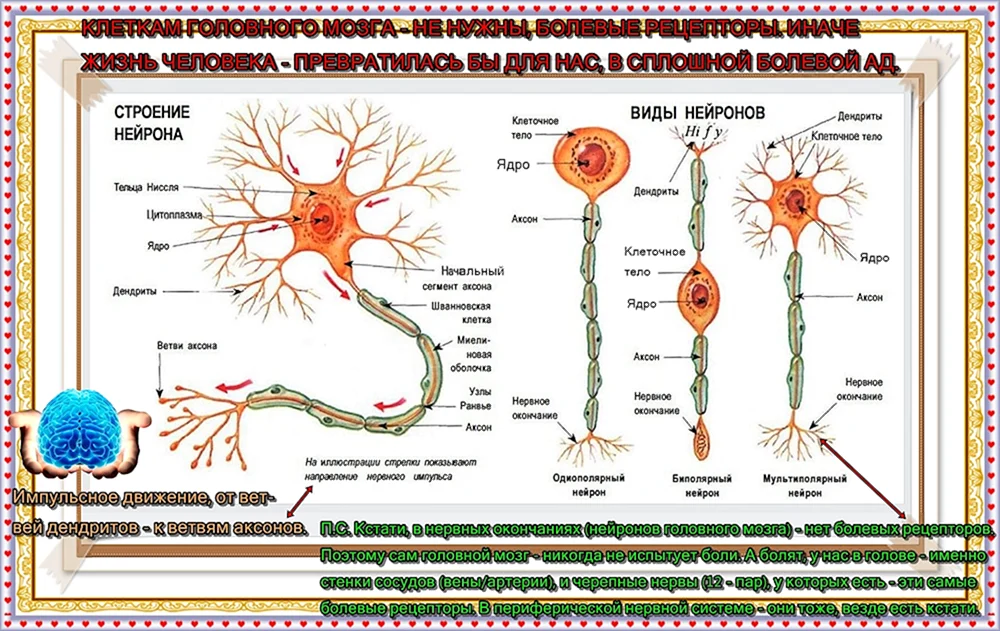 Строение нейрона классификация нейронов