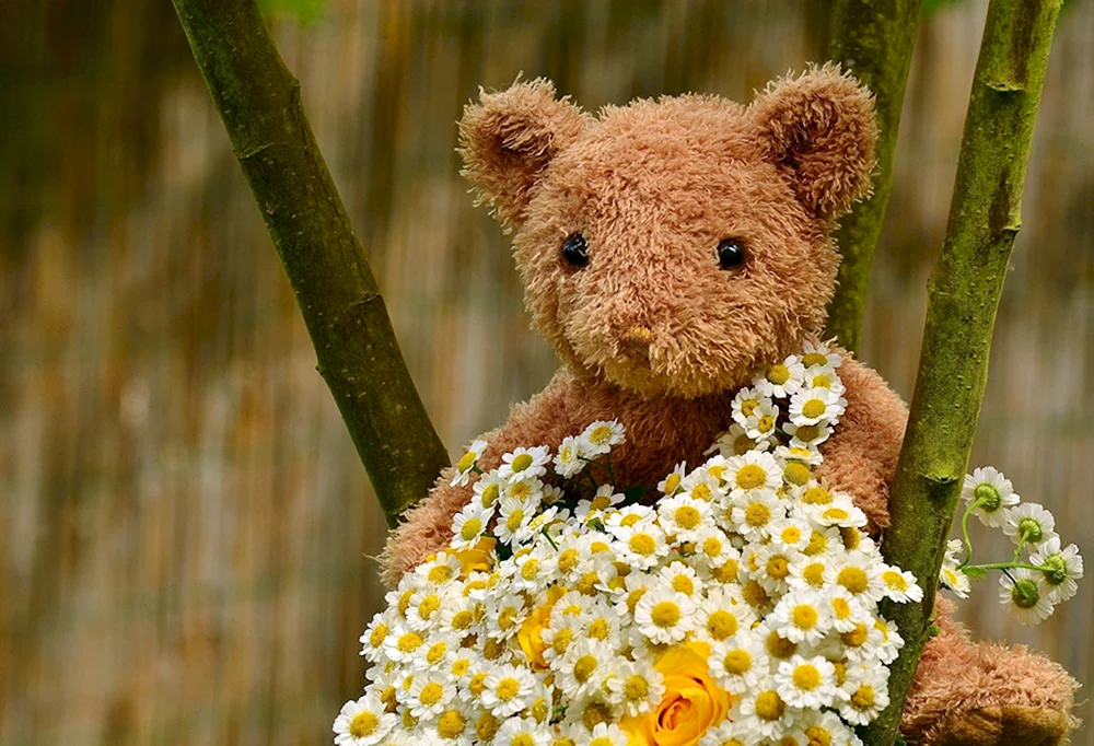 Тедди Беар цветы