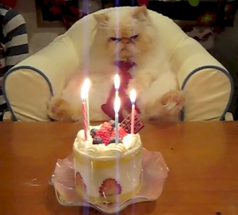 Толстый кот с тортом