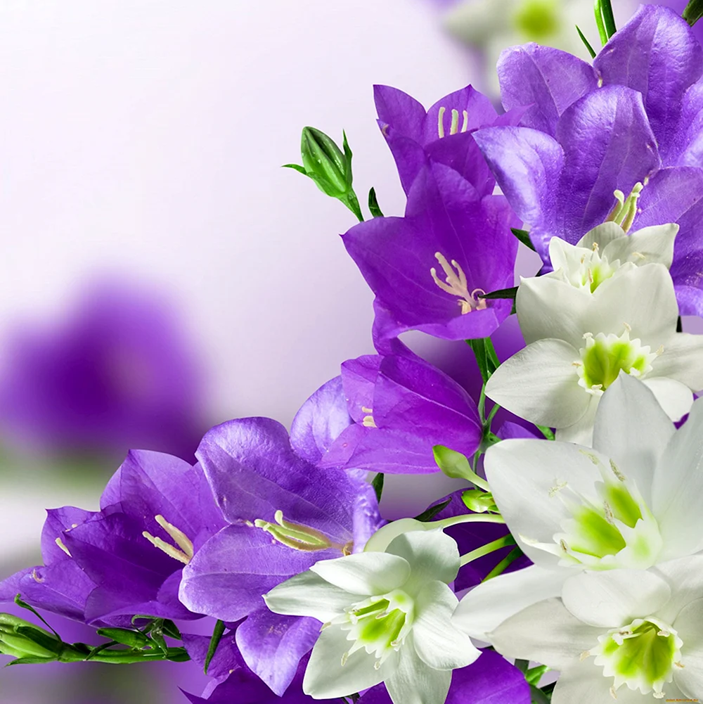 Цветок имени Виолетта