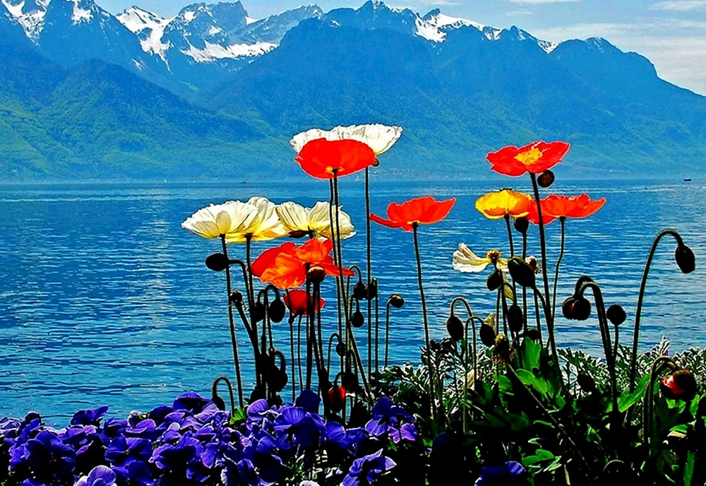 Цветущие маки около озера Иссык-Куль