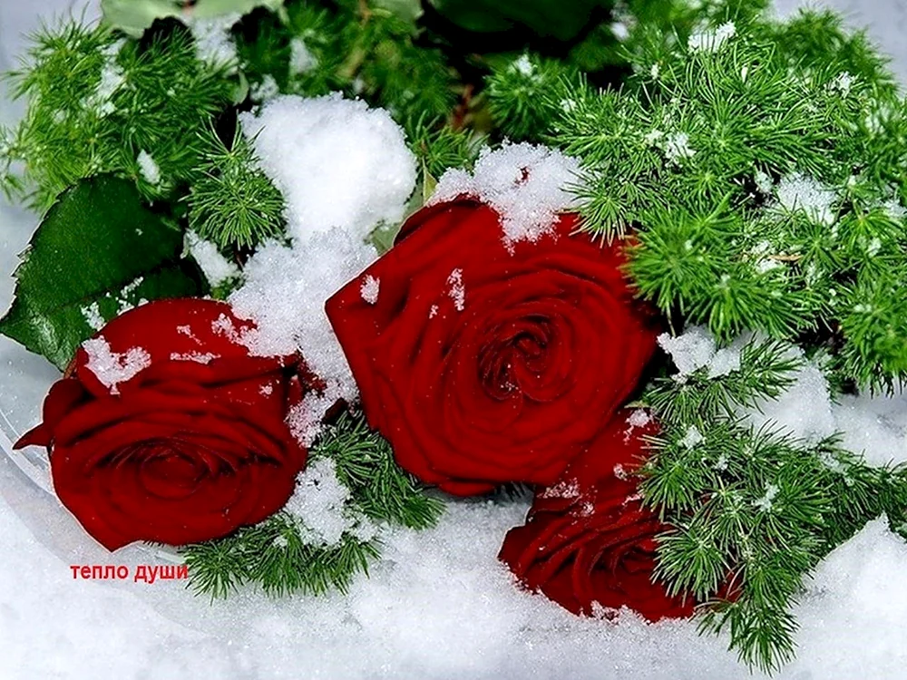 Цветы зимой