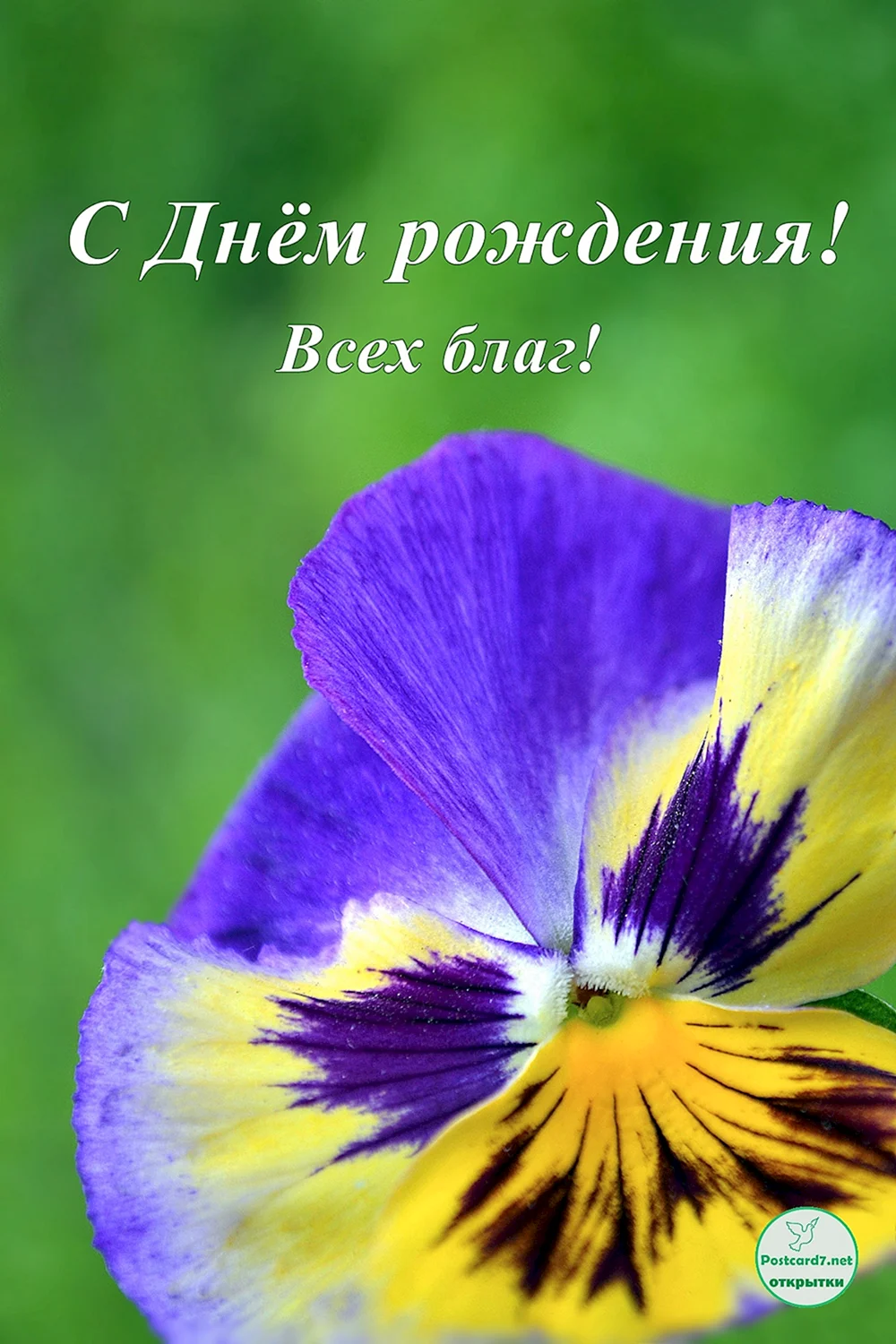 Виола с днем рождения
