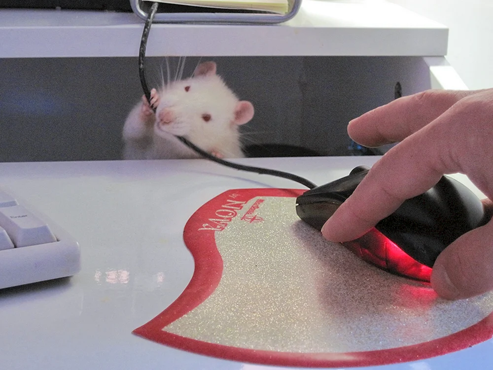 Живая компьютерная мышка