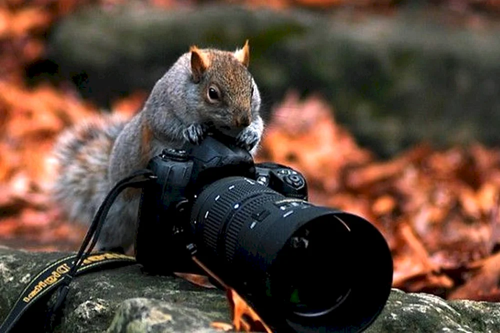 Животные с фотоаппаратом