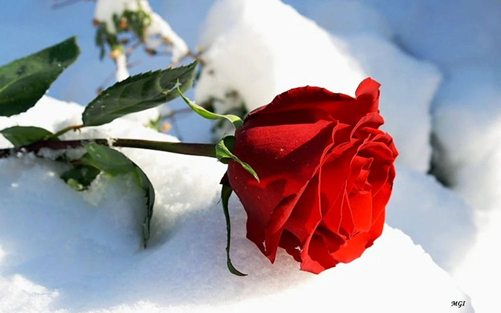Зимние розы с пожеланием